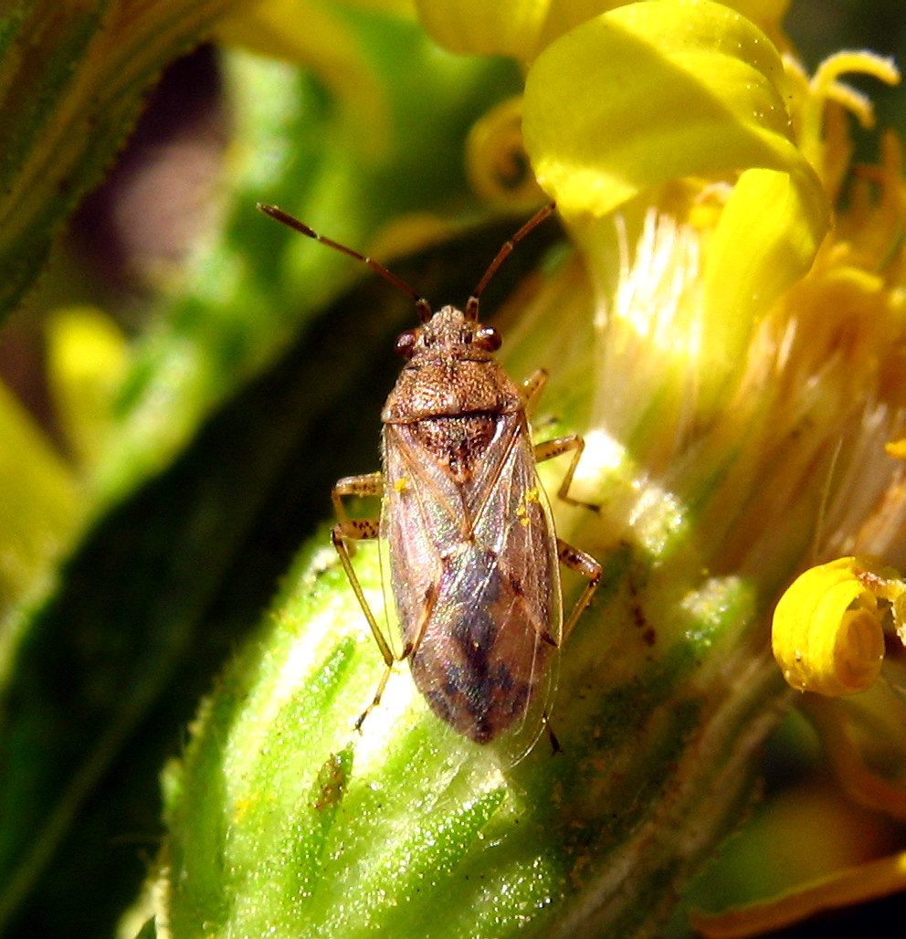 Nysius cymoides (?)